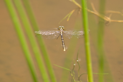 Austrogomphus guerini